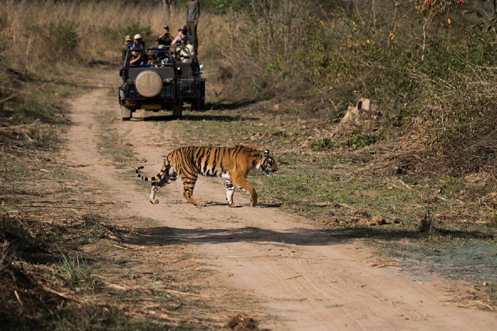 ranthambore safari zone 3 national park